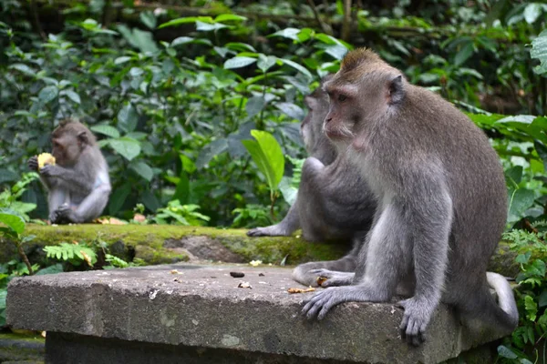 Los monos que cuelgan alrededor de Monkey Forest Sanctuary en Ubud, Bali —  Fotos de Stock