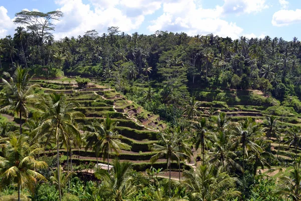 उबड बाली मधील तांदूळ शेतात. हे तत्वज्ञानाचा वापर करून बांधले गेले आहे — स्टॉक फोटो, इमेज