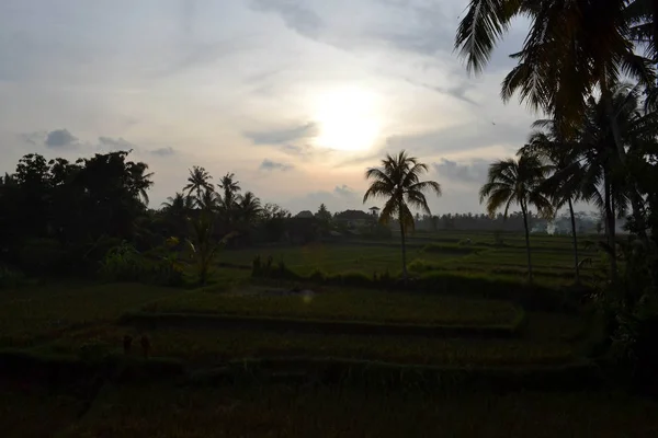 Sonnenuntergang und Reisfeld in ubud, bali — Stockfoto