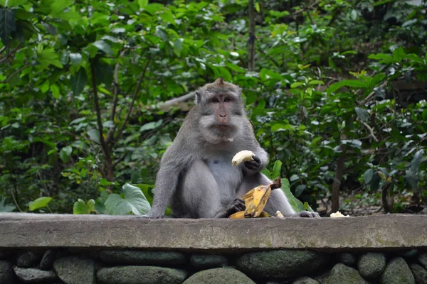 Los Monos Que Cuelgan Alrededor Monkey Forest Sanctuary Ubud Bali —  Fotos de Stock