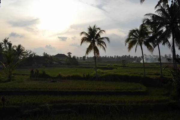Campo de atardecer y arroz en Ubud, Bali — Foto de Stock