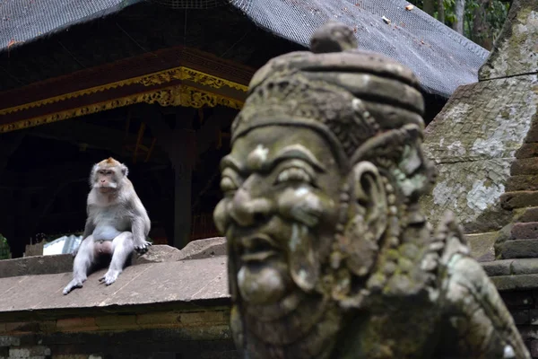 Małpa świątyni w Sangeh, Wyspa Bali - Indonezja — Zdjęcie stockowe