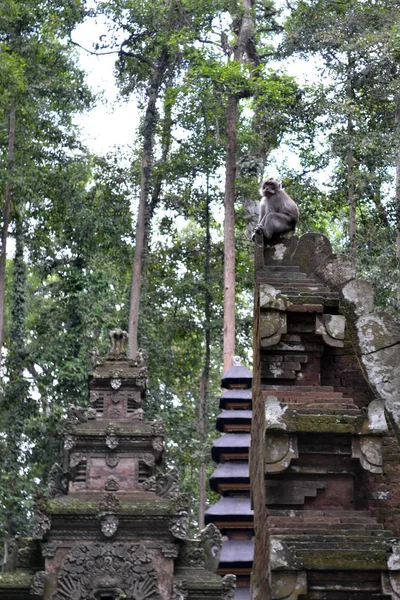 Monkey templet i Sangeh, ön Bali - Indonesien — Stockfoto