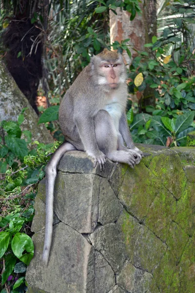 Der Affentempel in sangeh, insel bali - indonesien — Stockfoto