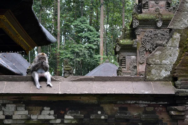 Małpa świątyni w Sangeh, Wyspa Bali - Indonezja — Zdjęcie stockowe