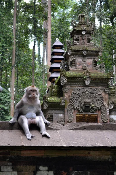 De aap-tempel in Sangeh, eiland Bali - Indonesië — Stockfoto