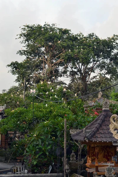 Το λευκό ερωδιούς εισβάλλει ένα χωριό στο Ουμπούντ, Μπαλί, Ινδονησία — Φωτογραφία Αρχείου