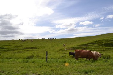 İnek Tarrawara, Avustralya'da bir gruptaki grubu. PIC Kasım 2016 yılında çekildi.