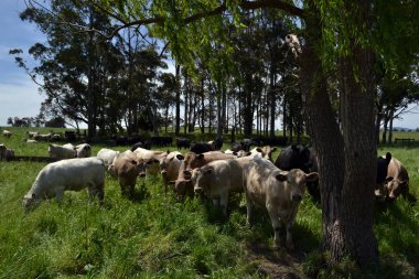 İnek Tarrawara, Avustralya'da bir gruptaki grup