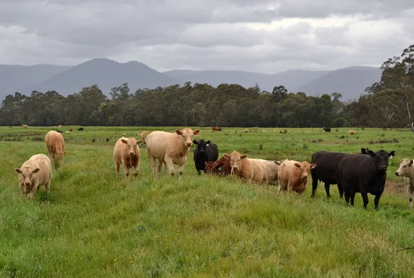 Ομάδα Των Αγελάδων Ένα Αγρόκτημα Στο Tarrawara Της Αυστραλίας Pic — Φωτογραφία Αρχείου