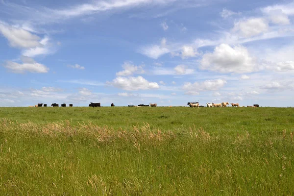 Grupo Vacas Uma Fazenda Tarrawara Austrália Pic Foi Tomada Novembro — Fotografia de Stock