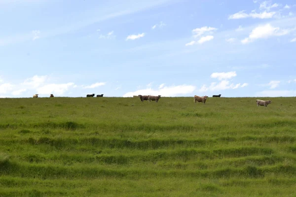 Ομάδα Των Αγελάδων Ένα Αγρόκτημα Στο Tarrawara Της Αυστραλίας Pic — Φωτογραφία Αρχείου