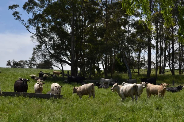 O grupo de vacas em uma fazenda em Tarrawara, Austrália — Fotografia de Stock