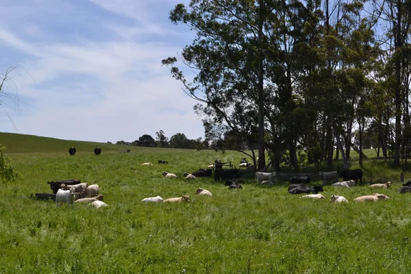 Η ομάδα των αγελάδων σε ένα αγρόκτημα στο Tarrawara, Αυστραλία — Φωτογραφία Αρχείου
