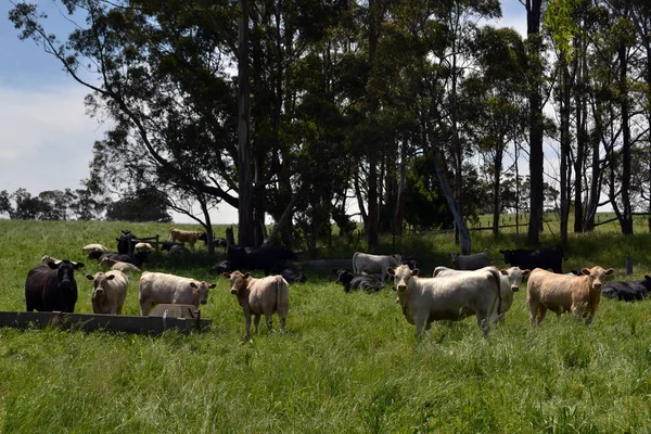 Η ομάδα των αγελάδων σε ένα αγρόκτημα στο Tarrawara, Αυστραλία — Φωτογραφία Αρχείου