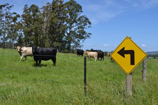 Grupo Vacas Uma Fazenda Tarrawara Austrália Pic Foi Tomada Novembro — Fotografia de Stock