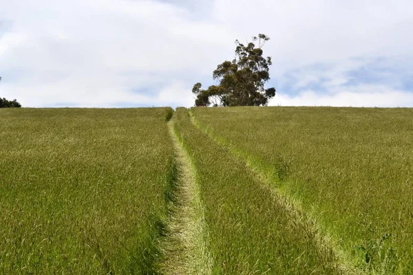 A paisagem planície de pastagens, em Tarrawara, Victoria, Austra — Fotografia de Stock