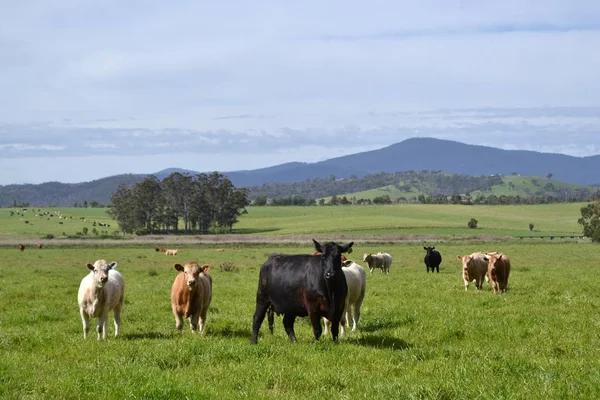 Die Gruppe Von Kühen Auf Einer Farm Tarrawara Australien Foto — Stockfoto