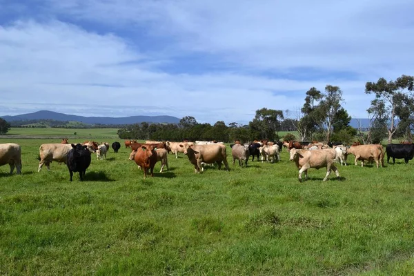 Grupo Vacas Uma Fazenda Tarrawara Austrália Pic Foi Tomada Novembro — Fotografia de Stock