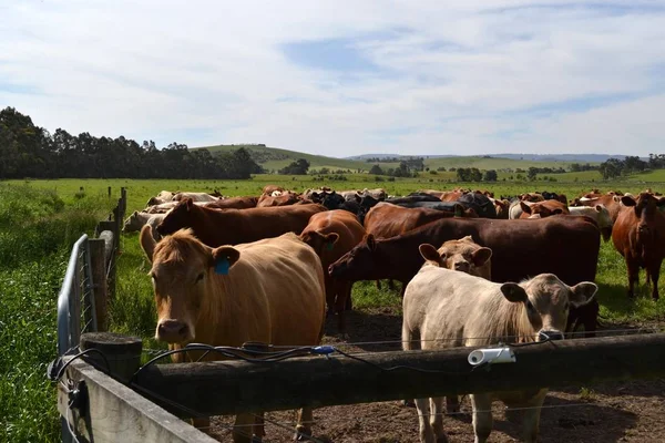 El grupo de vacas en una granja en Tarrawara, Australia —  Fotos de Stock