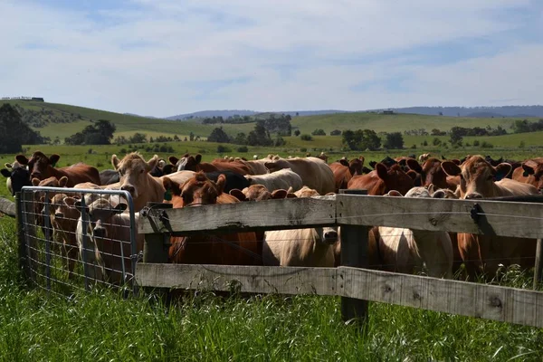 Grupo Vacas Uma Fazenda Tarrawara Austrália Pic Foi Tomada Novembro — Fotografia de Stock