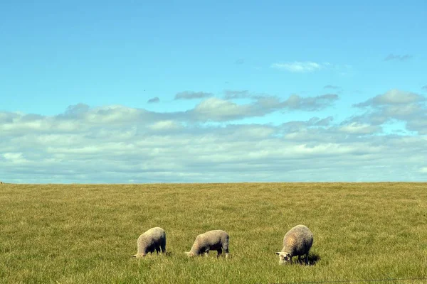 Πρόβατα Γύρω Από Την Περιοχή Great Ocean Road Αυστραλία — Φωτογραφία Αρχείου