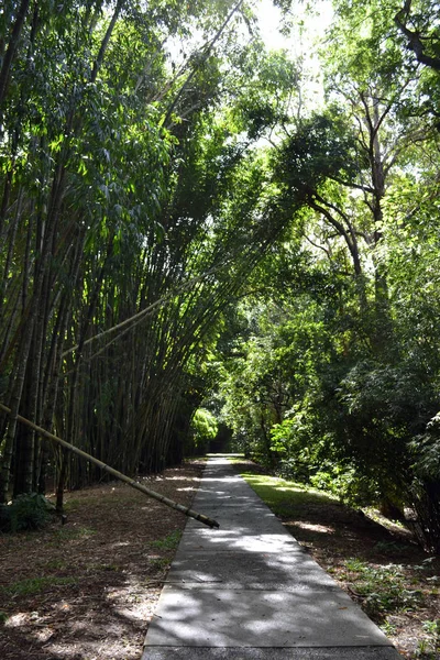 Carretera y bambú en Cairns Botanical Garden, Queensland, Australi — Foto de Stock