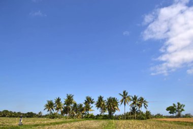 Hindistan cevizi ağacı ve mavi gökyüzü 