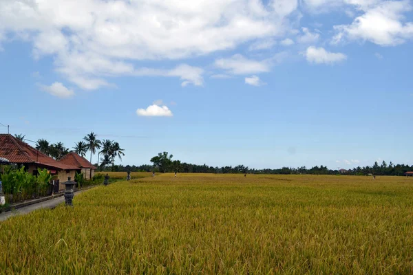El campo de arroz en Ubud - Bali, Indonesi9a — Foto de Stock