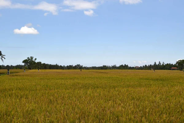 A rizs mező Bali - Bali, Indonesi9a — Stock Fotó