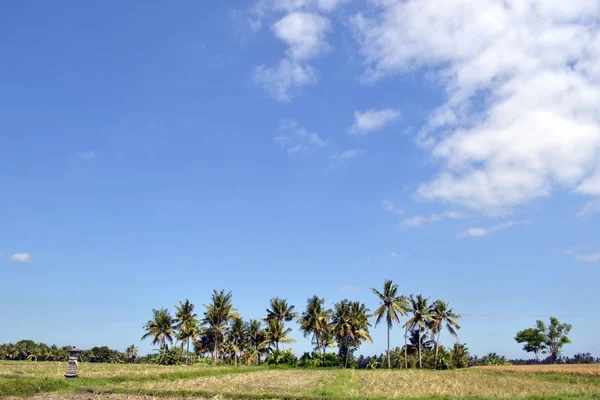 ウブド - バリ島、Indonesi9a の田んぼ — ストック写真