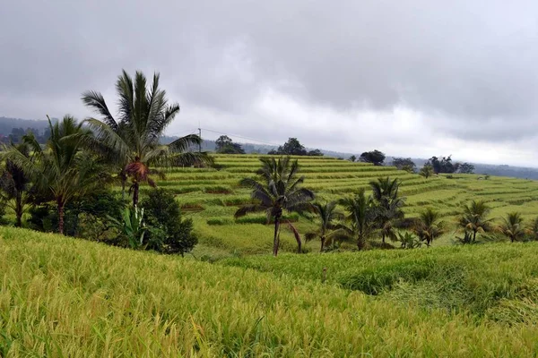 El campo de arroz en (alrededor de Jatiluwih y Ubud ) — Foto de Stock