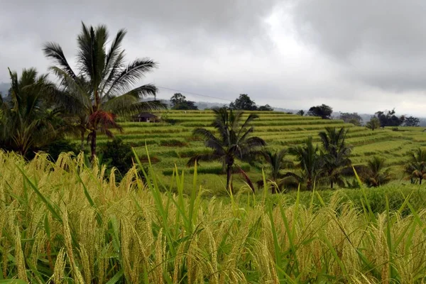 O campo de arroz em (em torno de Jatiluwih e Ubud ) — Fotografia de Stock