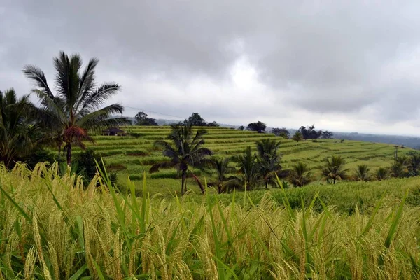 The rice field in (around Jatiluwih and Ubud) — Stock Photo, Image