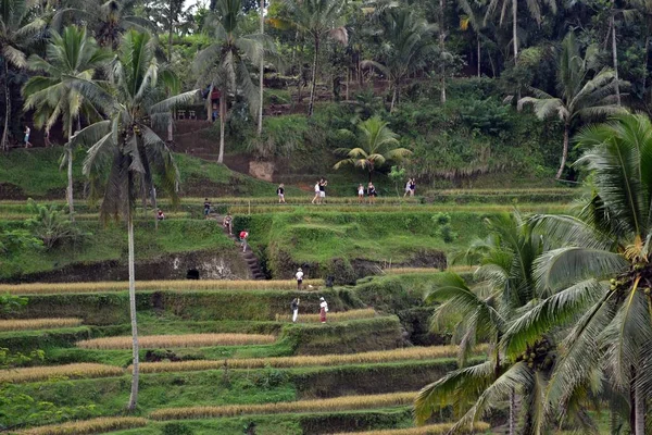 O campo de arroz em (em torno de Jatiluwih e Ubud ) — Fotografia de Stock