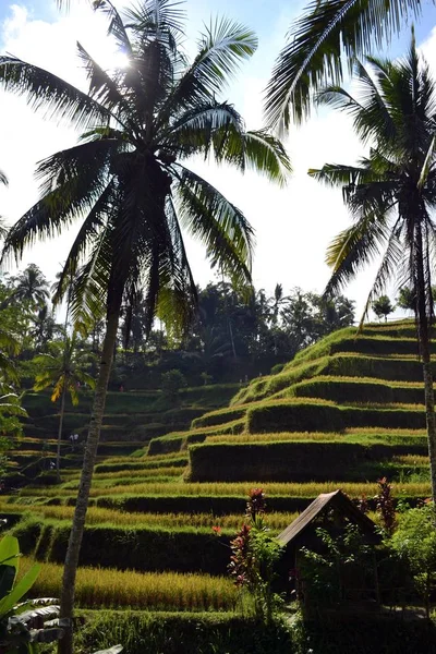 O campo de arroz em (em torno de Jatiluwih e Ubud ) — Fotografia de Stock