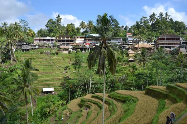 O campo de arroz em (em torno de Jatiluwih e Ubud ) — Fotografia de Stock