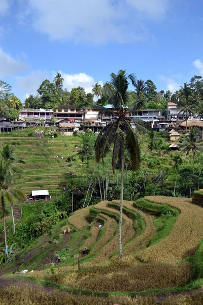 El campo de arroz en (alrededor de Jatiluwih y Ubud ) — Foto de Stock