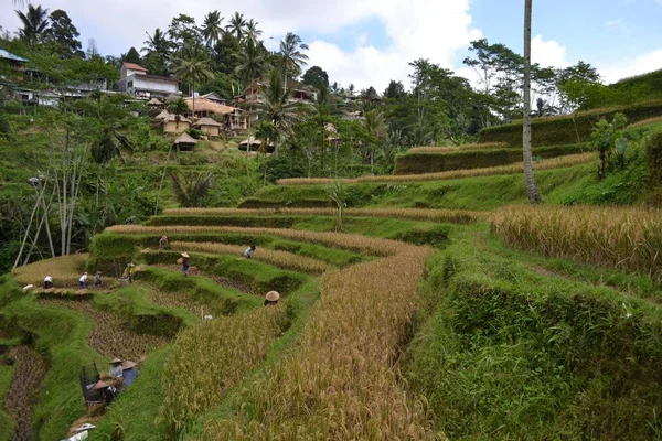 O campo de arroz em Bali (em torno de Ubud e Jatiluwih), Indonésia — Fotografia de Stock