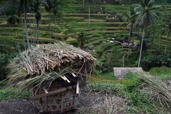 O campo de arroz em Bali (em torno de Ubud e Jatiluwih), Indonésia — Fotografia de Stock