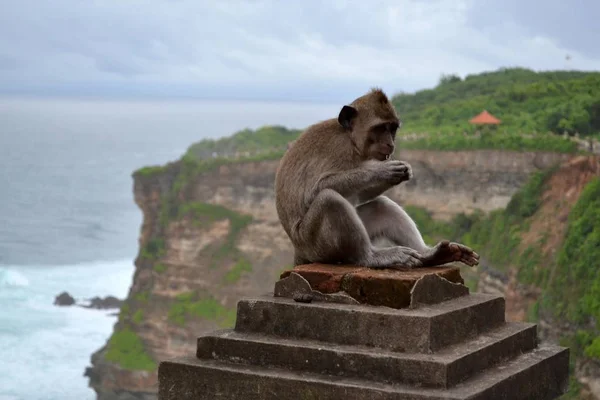 Małpa wokół świątyni, Wyspa Bali - Indonezja — Zdjęcie stockowe