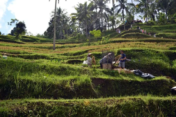 O campo de arroz em Bali (em torno de Ubud e Jatiluwih), Indonésia — Fotografia de Stock