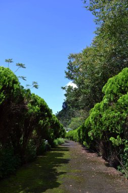 ağaçlar arasındaki yol