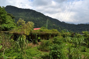 Yemyeşil ağaçları ile çevrili terk edilmiş bir evde 