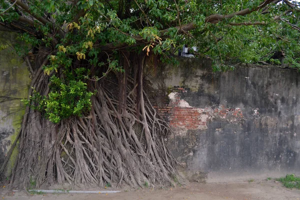 A raiz anexada — Fotografia de Stock