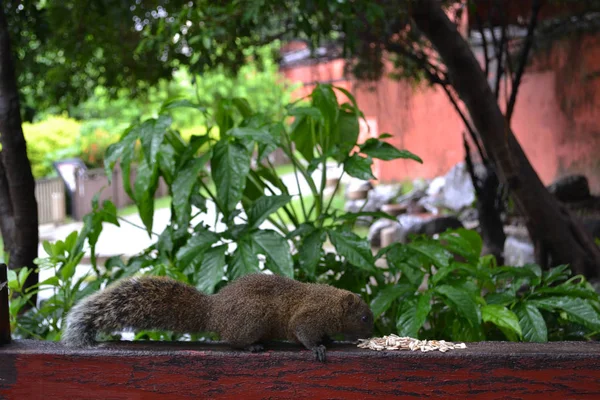 A squirrel eating some white grains — Stock Photo, Image