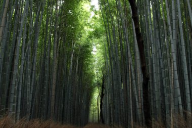 Bambu ormana Kyoto, Japonya.