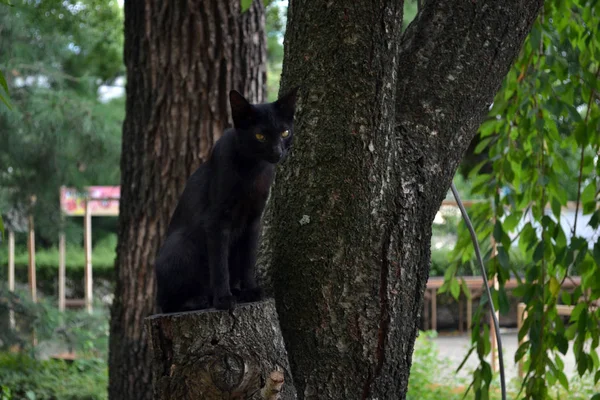 A Japanese black cat chasing something. Pic was taken in August