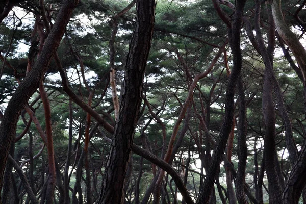 Pine forest in Gyeongju. Apparently famous for photographers and