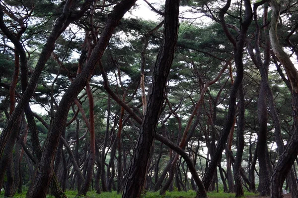 Pine forest in Gyeongju. Apparently famous for photographers and